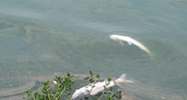 �W�ؾŽ��ǅ^�ɺ���������Ⱦ �@�ֲ��T�ؑ���������̫�y