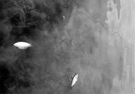 ������ں�����Ⱦ�¼�